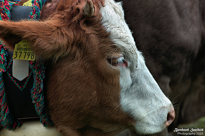 Bernhard Saalfeld - Viehscheid (7v9)